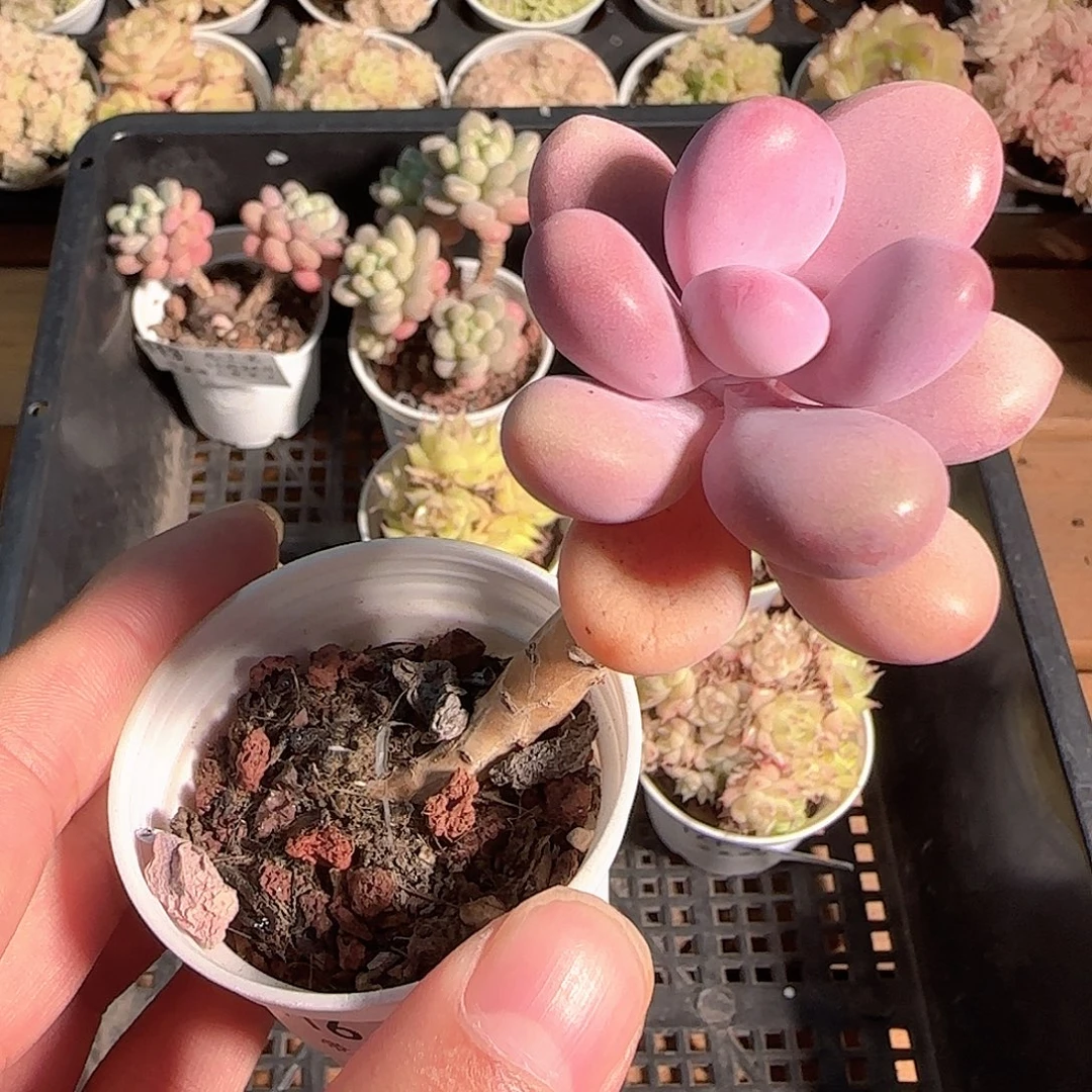 多肉1124-116桃蛋小老桩