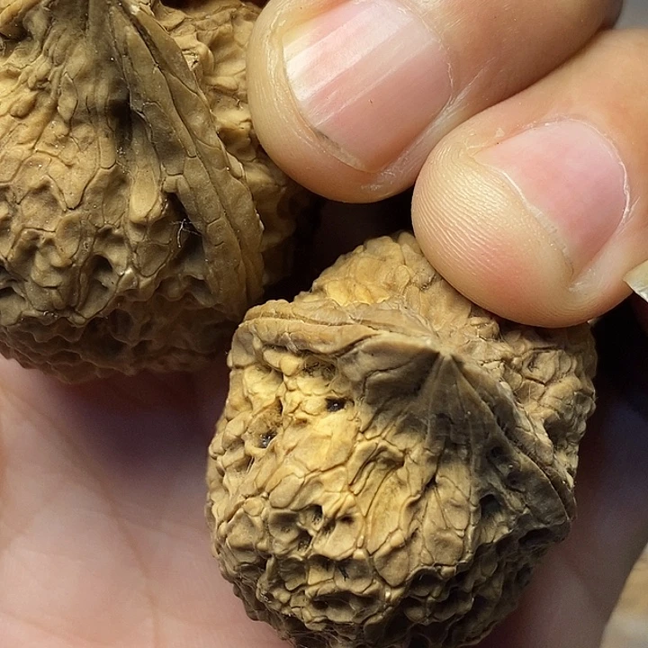 把件文玩核桃云南铁核桃94