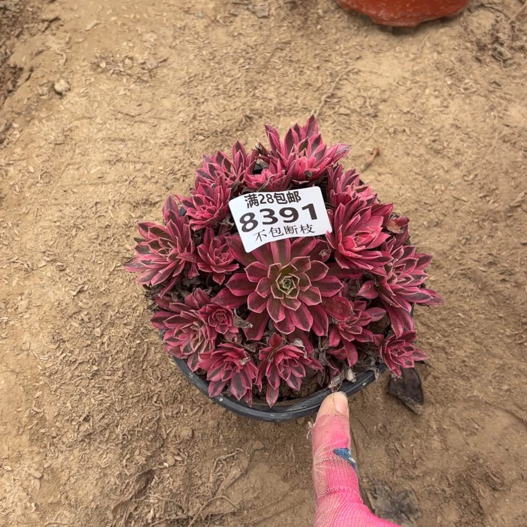 N. 8391凤凰超白多肉，bad
