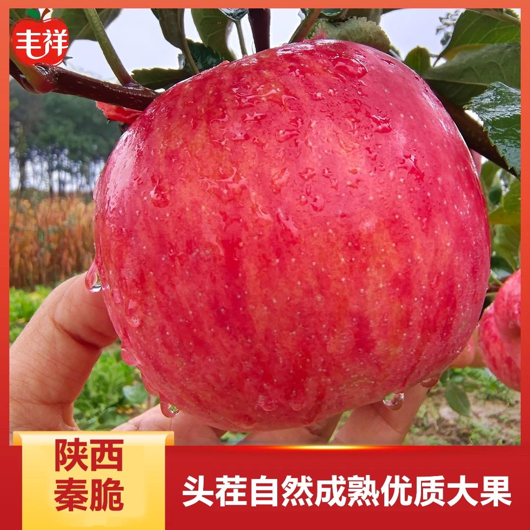 陕西旬邑秦脆苹果脆甜多汁冰糖心当季苹果