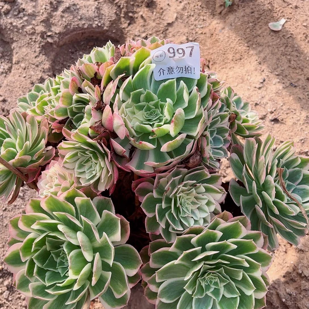 无花朵多肉植物997