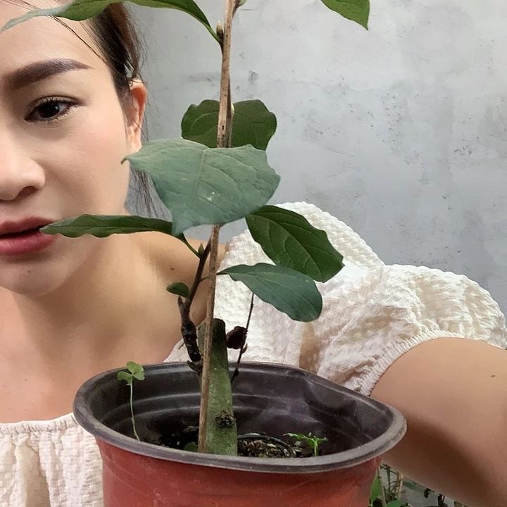 完全开放金宗之舞29