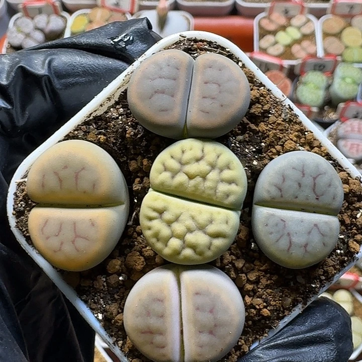 一****生石花111122。   206