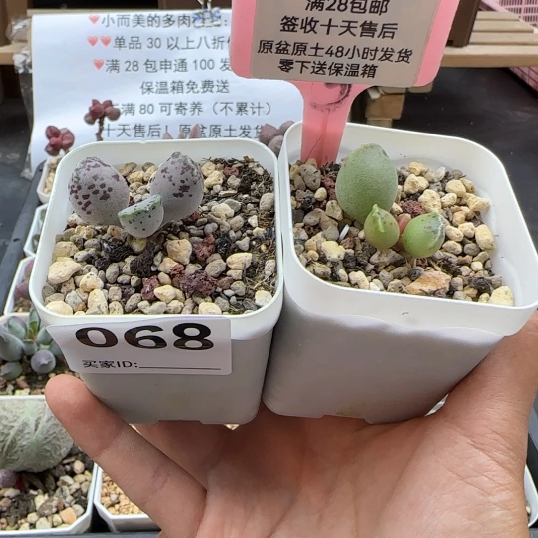 068丸叶黄金海报