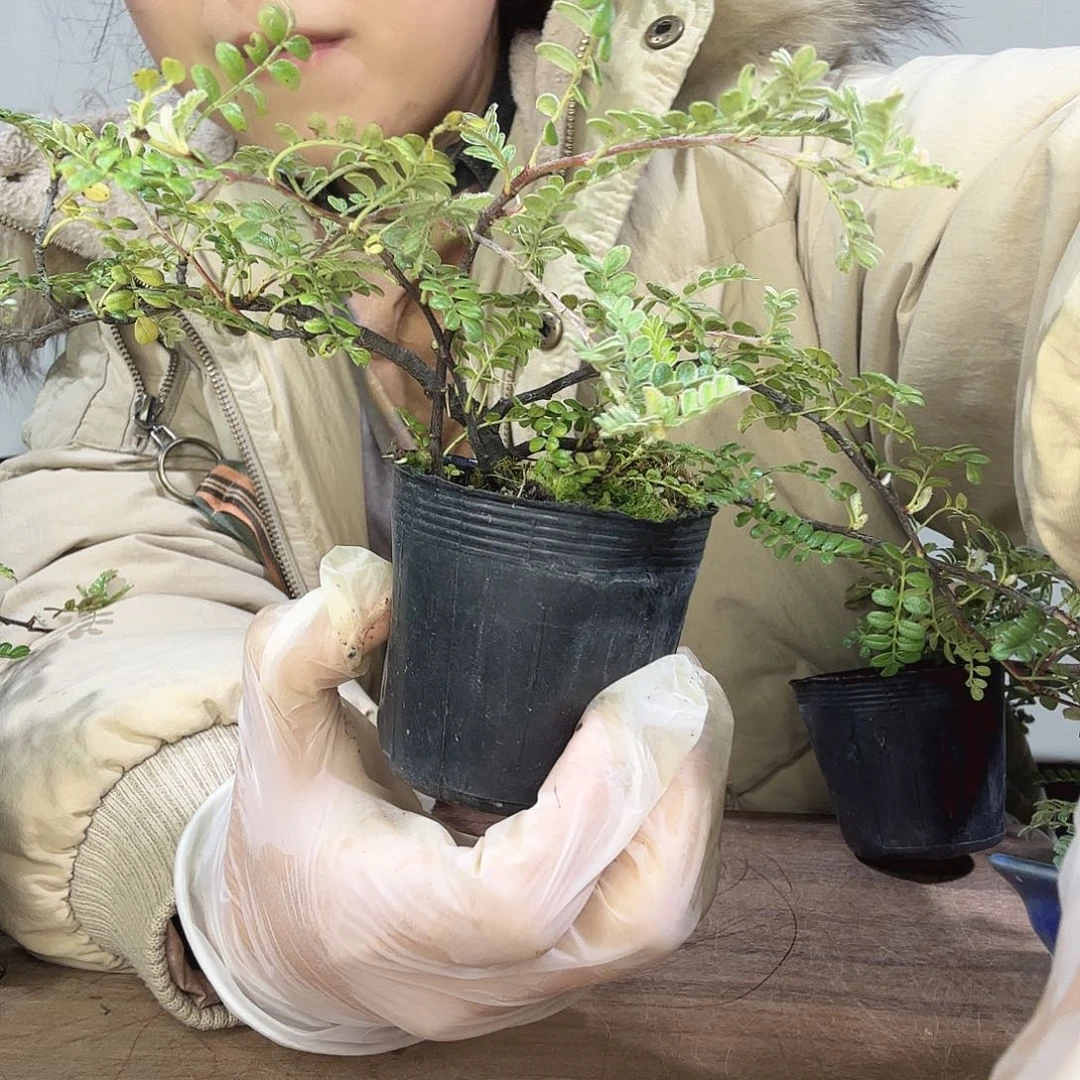 云***龙完全开放矶山椒盆景30