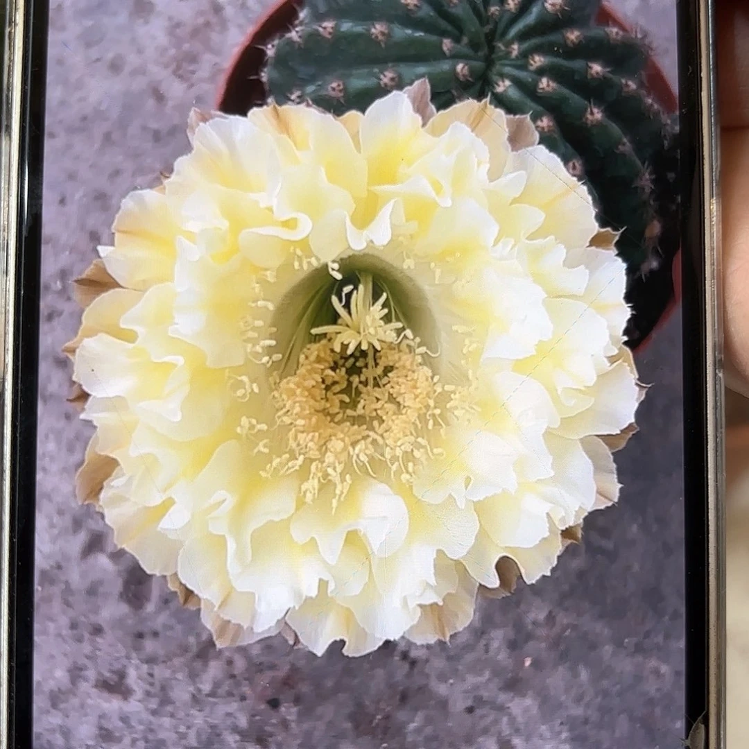 彩草1-69号3.5-4公分侧牙