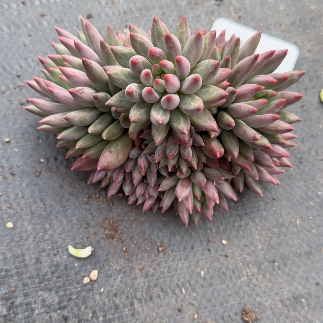 一物一拍虞美人优选84