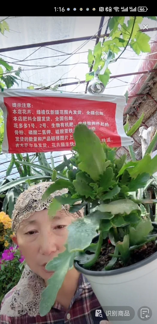 金狐狸一盆包邮到家