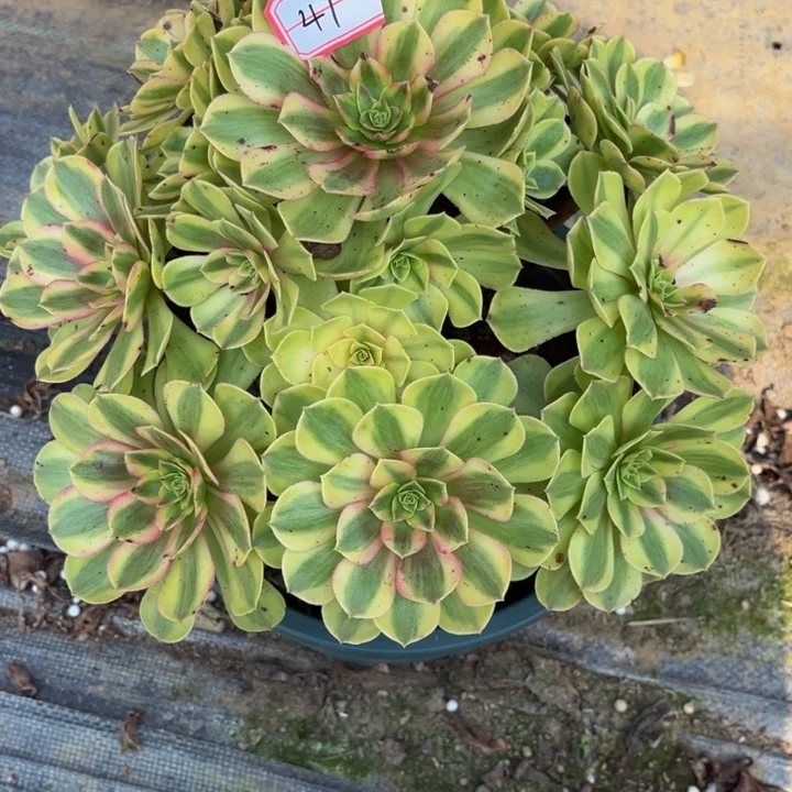 41雨荷多肉植物法师