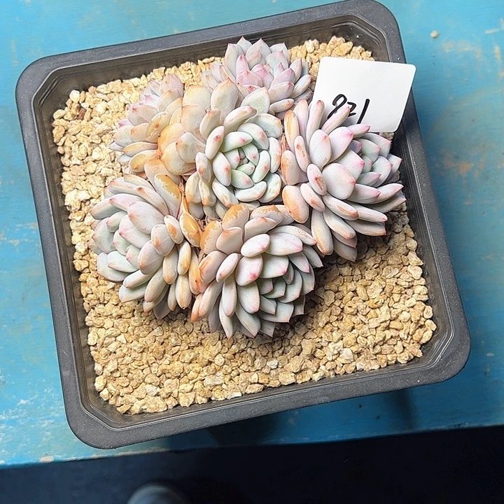 孔**控821/////////////