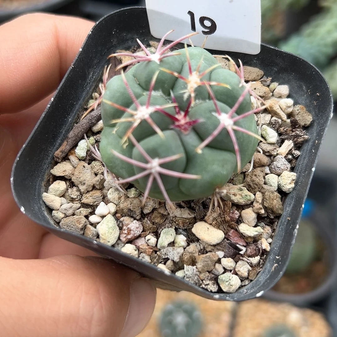 绯冠龙，子播实生，仙人球