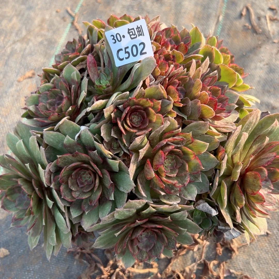 502 红霞多肉法师