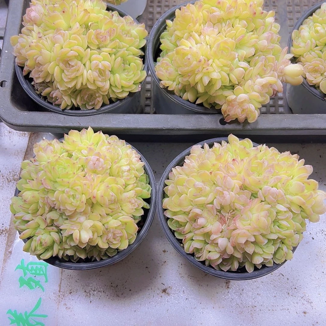 大麦杆群19包邮多肉