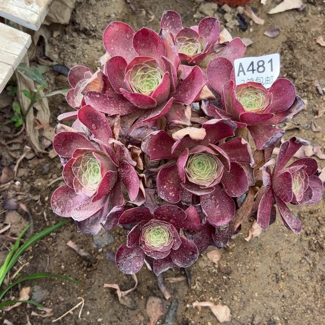 481多肉  魅金玫瑰