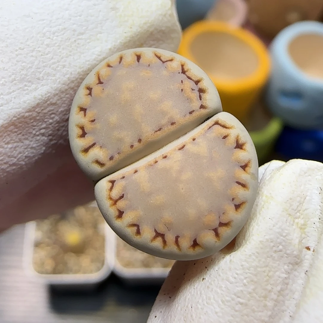 11.18.c216饼干.9022尺寸1.9cm