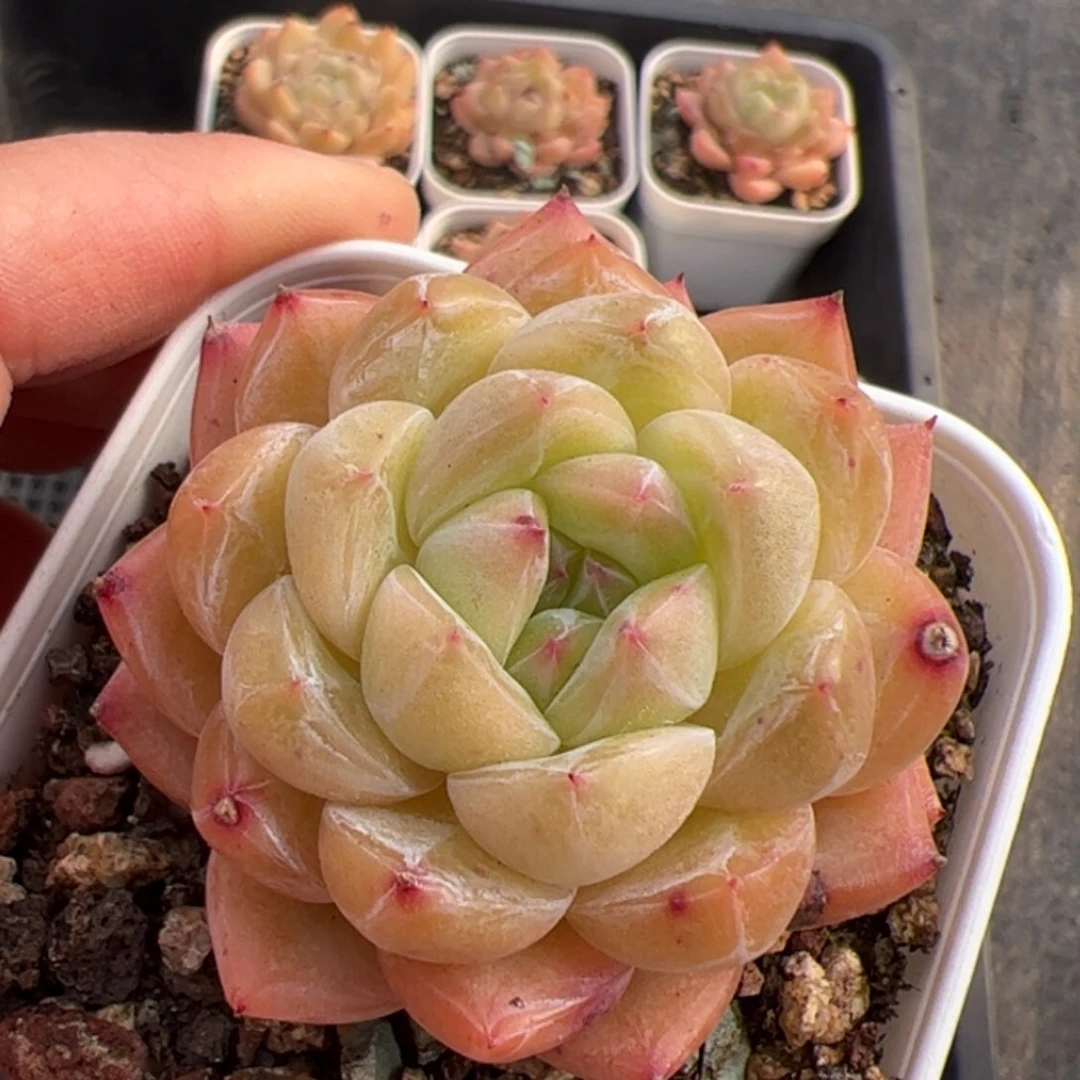 佳*玲040 多肉植物组合盆栽