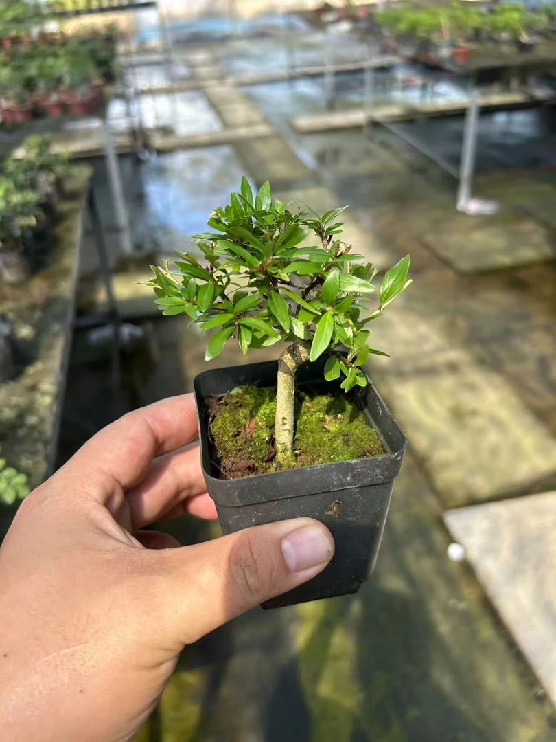 小老桩水杨梅小盆景