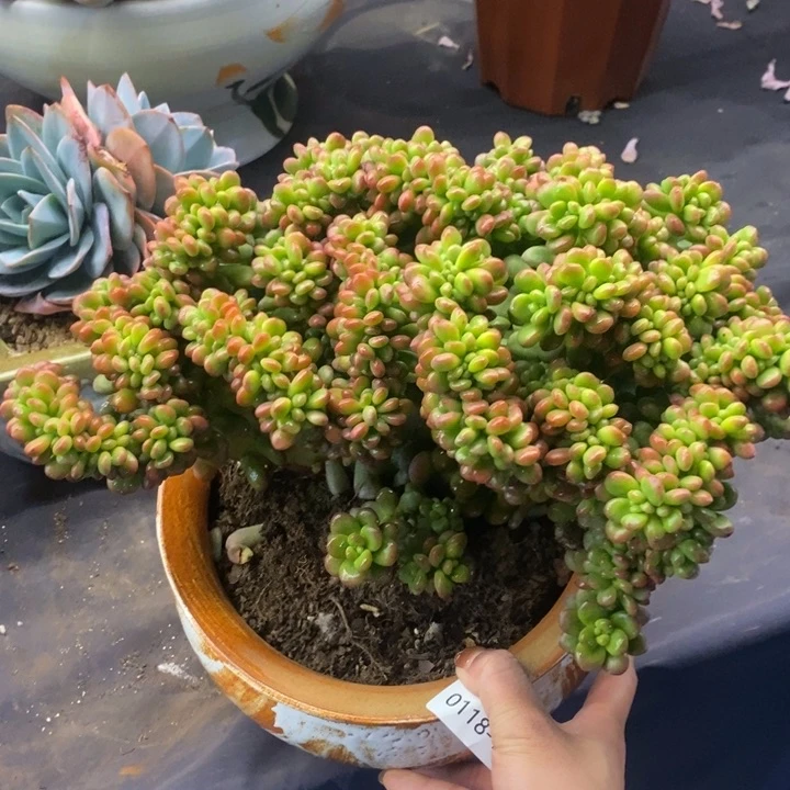 夏悦多肉0118-181丸叶松绿缀