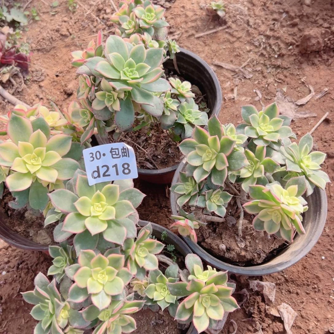 4颗艳日灰多肉法师