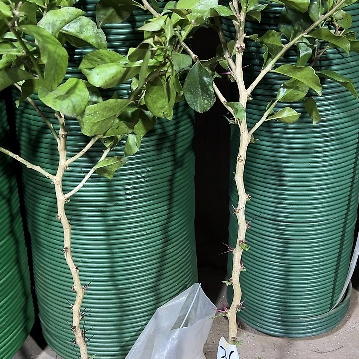 芬***芳50公分左右树型叶仙两颗编号36