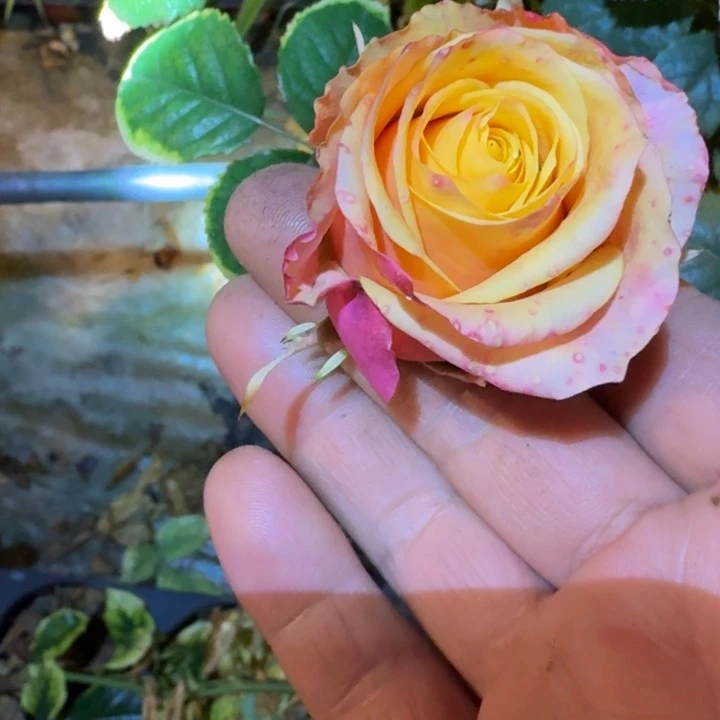 无花朵混合一加仑