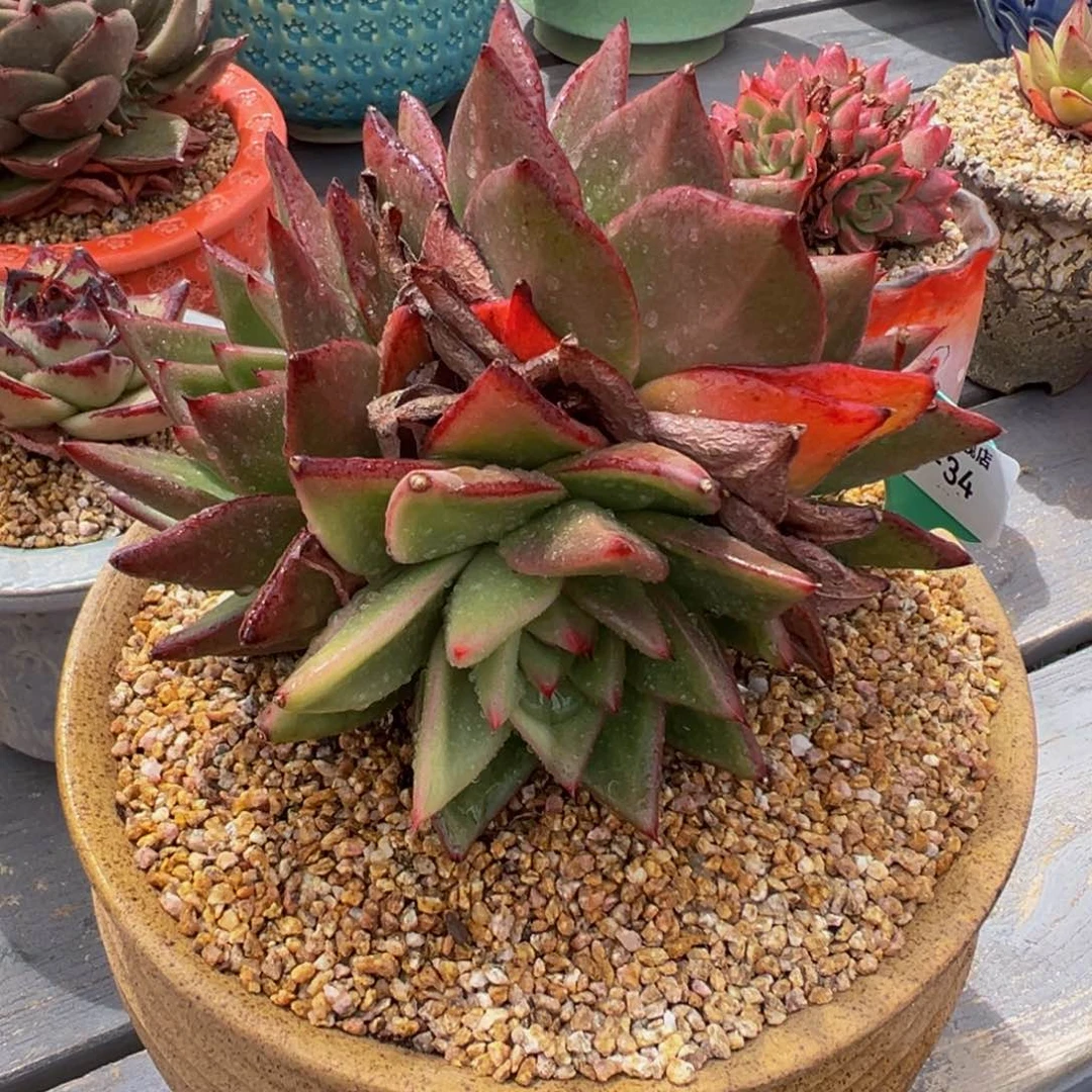 多肉一物一拍0601-34