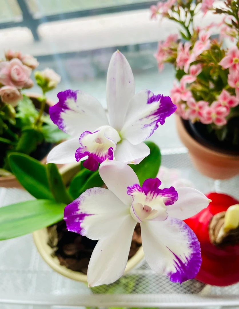 卡特兰 小卡<小美人> 青苗 不带花 原盆原土发货