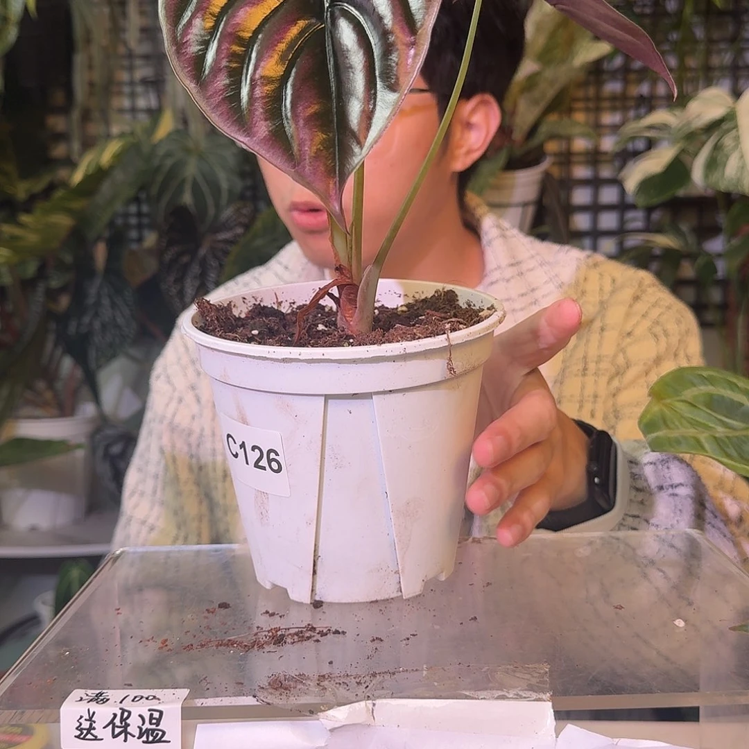 不开花植物C273黑铜海芋