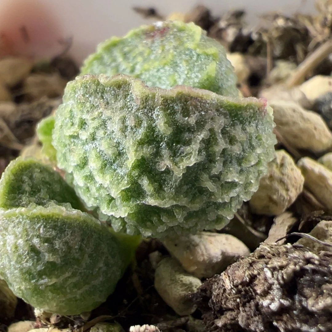 实生新品多肉植物水泡多肉植物