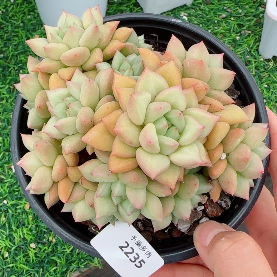 黄金象牙，2235多肉植物