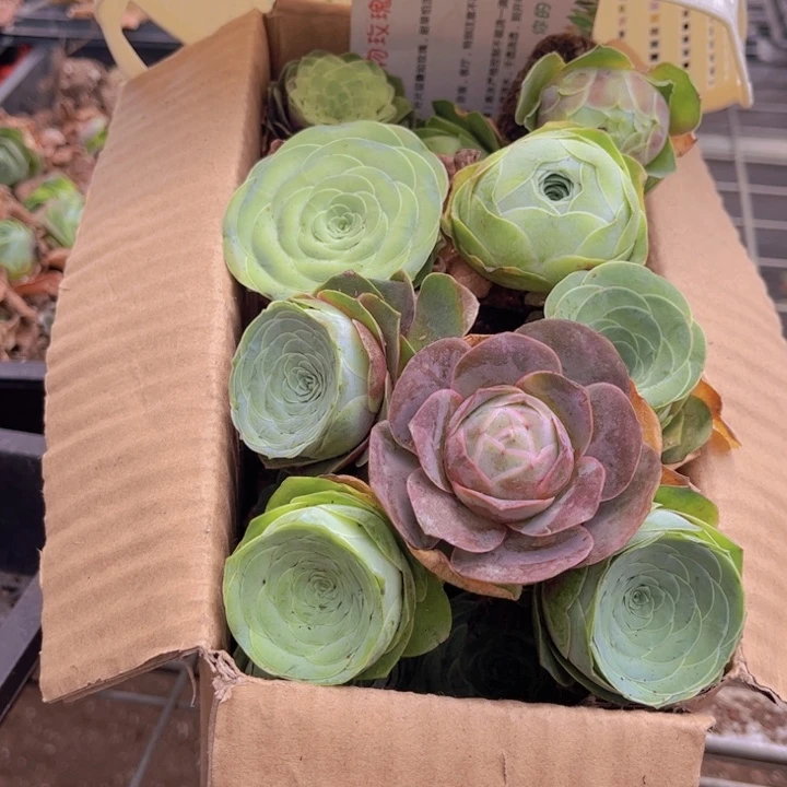 无花朵十八颗玫瑰➕花篮8888