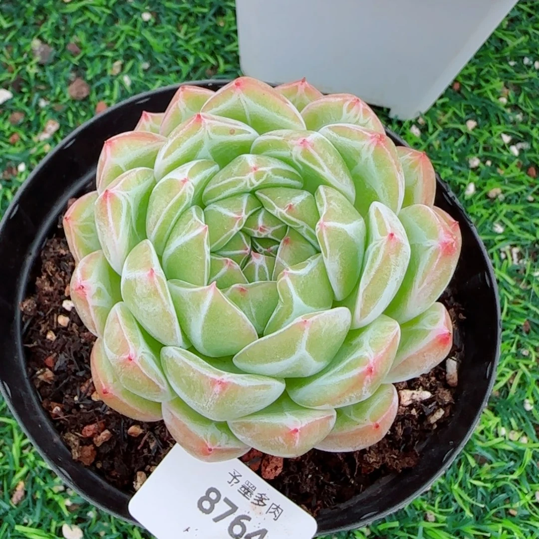 雪花珍妮，8764多肉植物