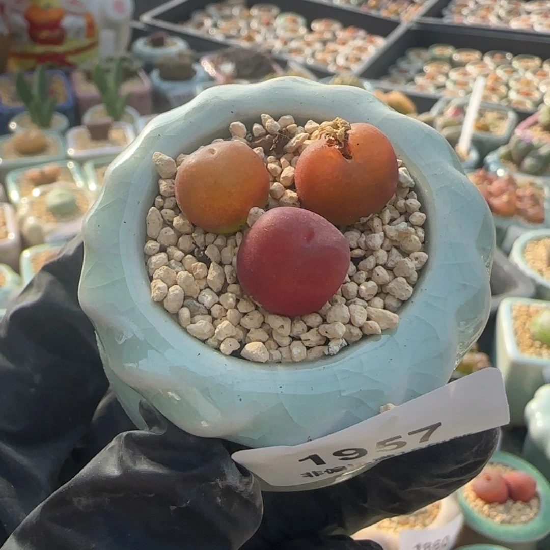 1957--一物一拍 带盆 水蜜桃