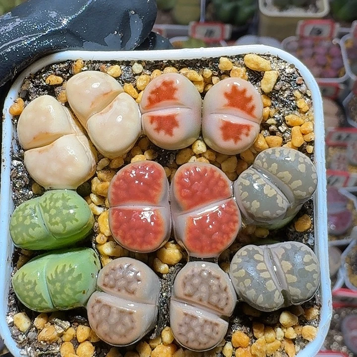 生石花3:：。紫折。 60号