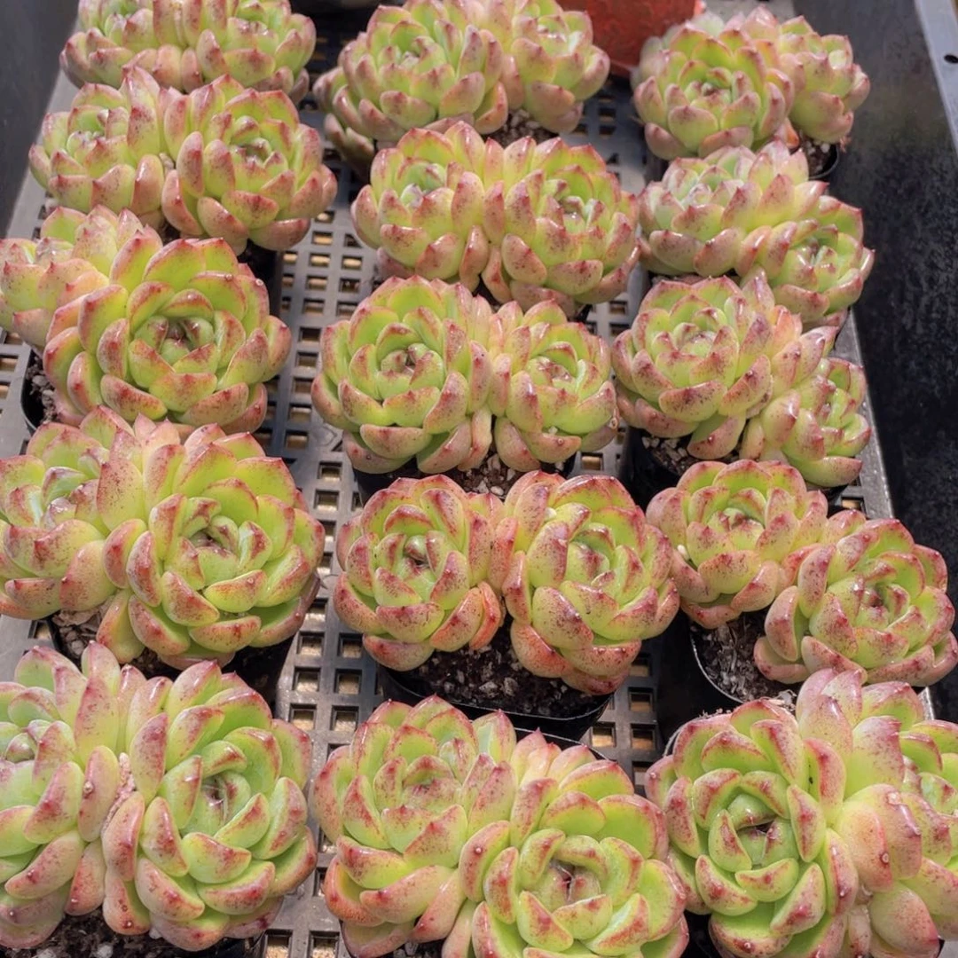 量拍2号 暗黑系黄水晶大双头一个