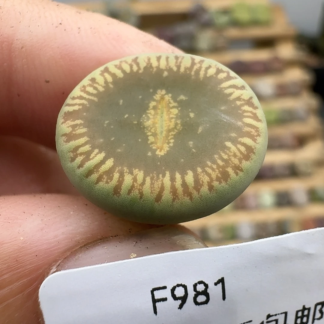 981多肉哈哈哈哈哈哈