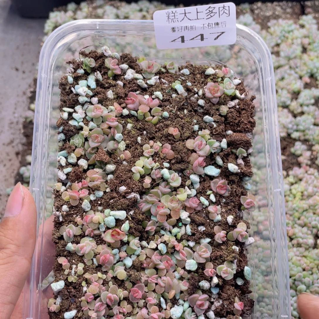 云糖心多肉植物447