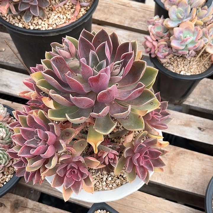 紫气东来多肉植物