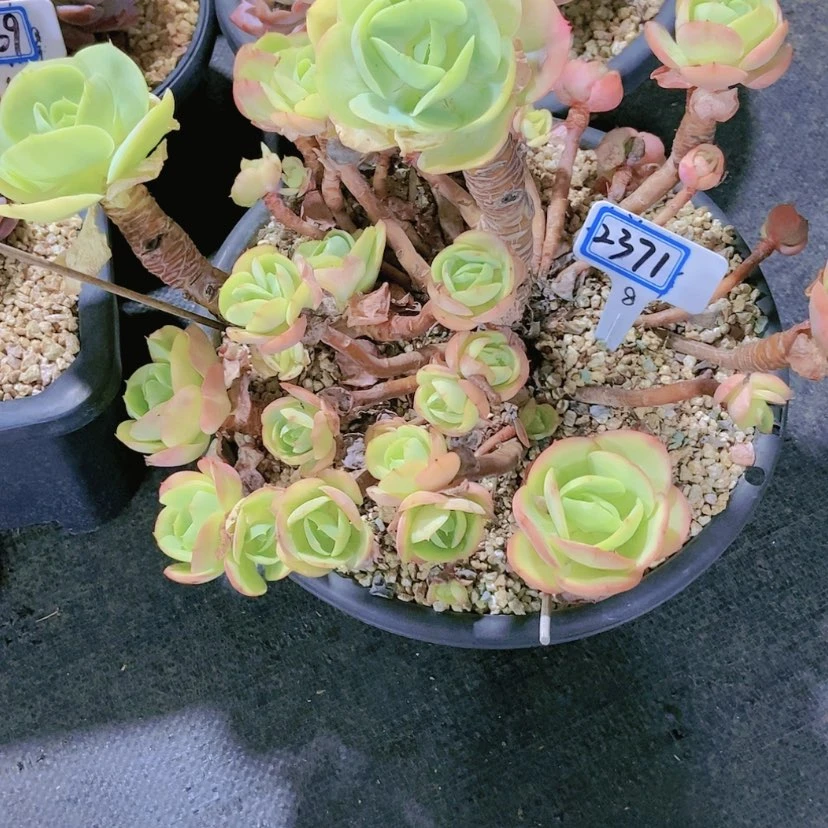 【闪购商品】记*”2371