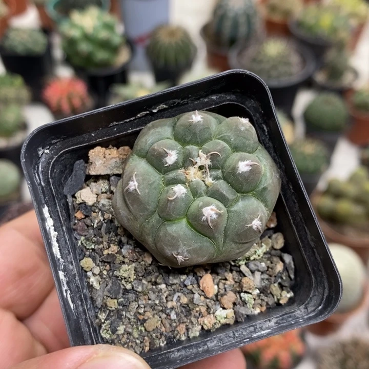 实生龟甲铅皮特价