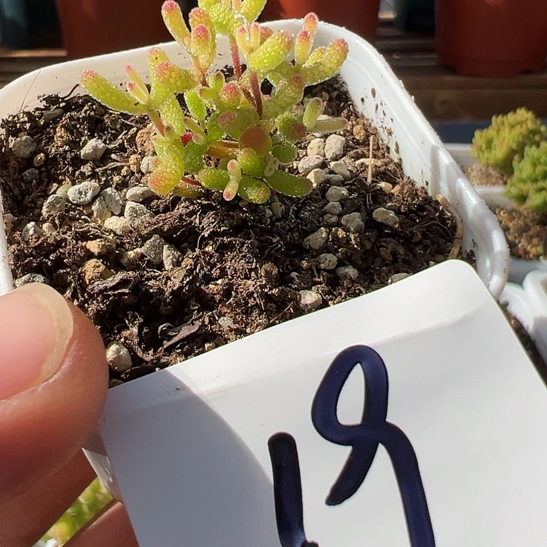 4.13糖球锦多肉19