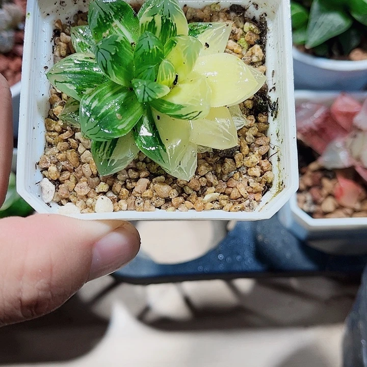 花火锦特价处理的