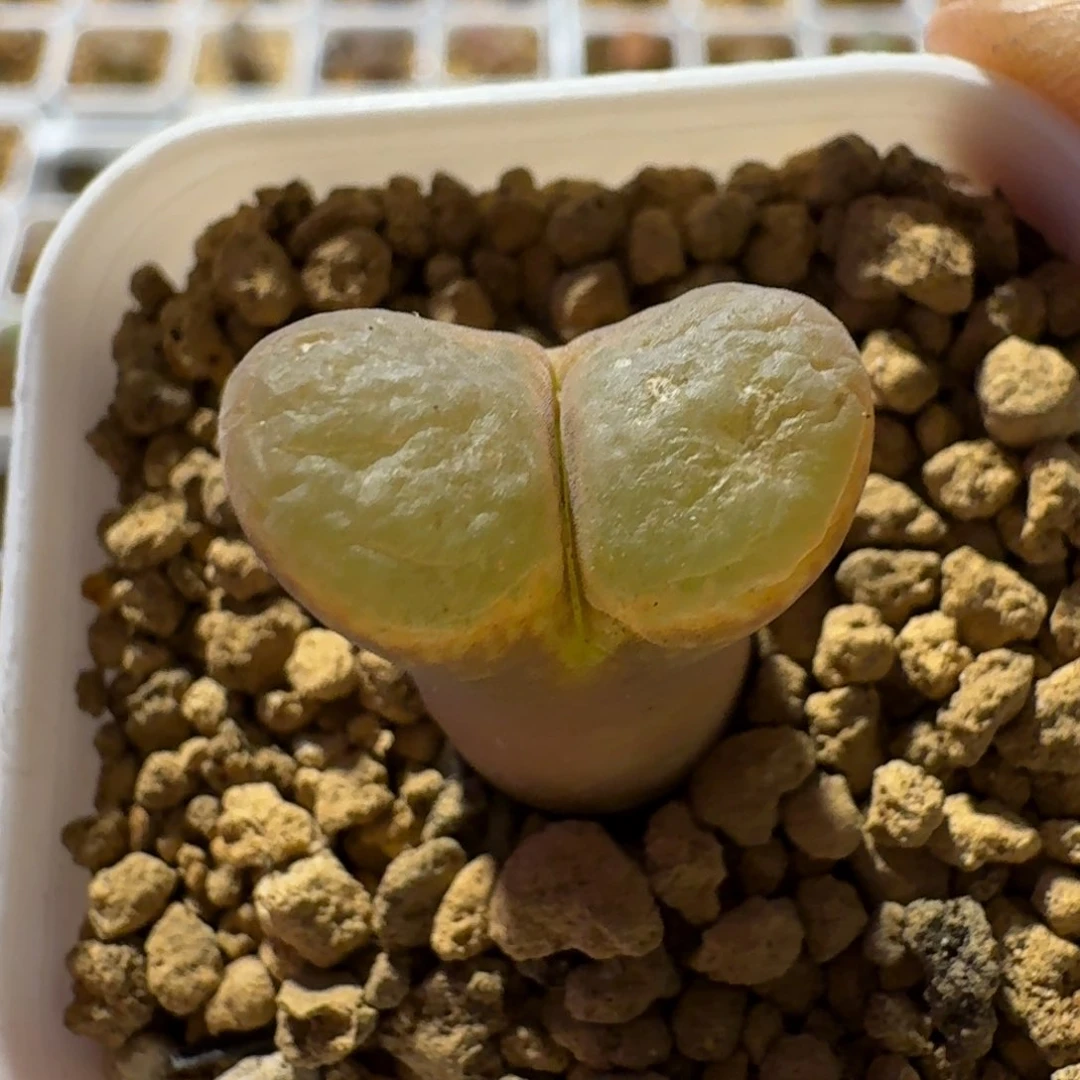 Ｒ*多肉.................