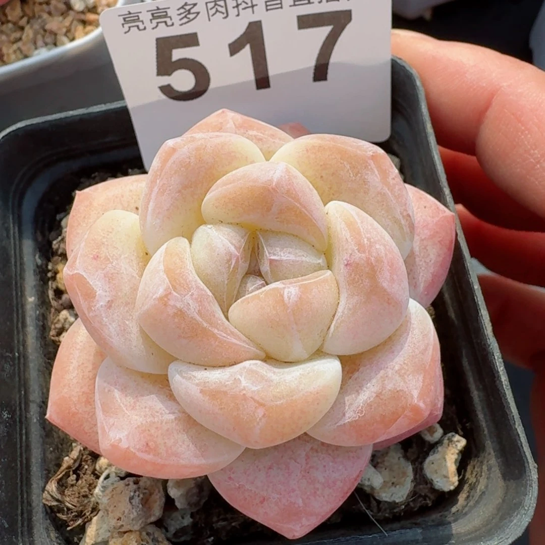 开播福利         精品多肉