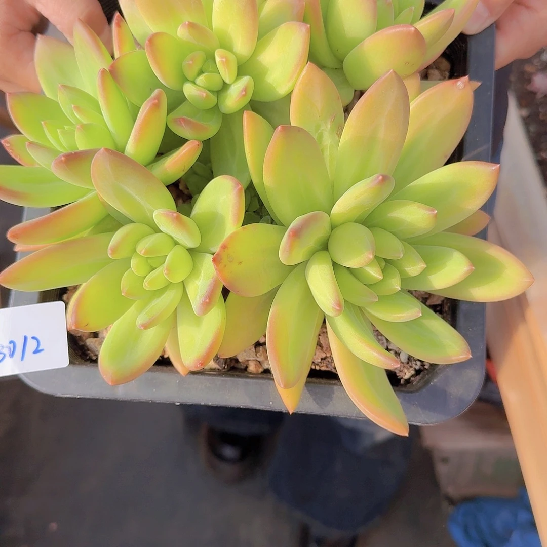 °***༒3012海洋之歌多肉植物