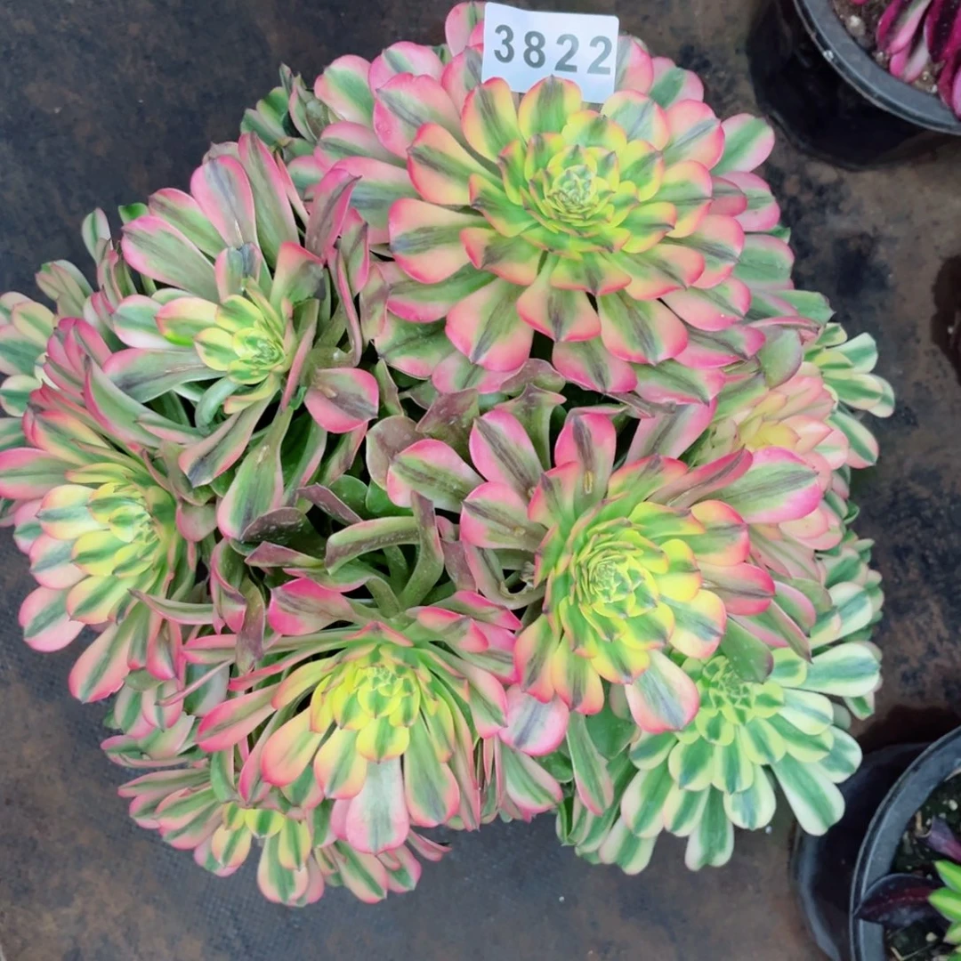 新品粉钻特价多肉