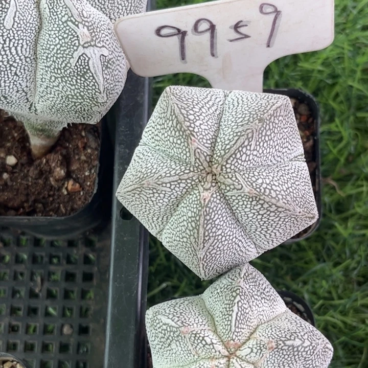 无花朵飘****你9959实生恩种好养