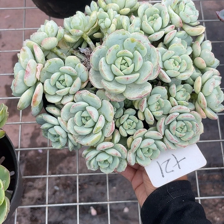 晨语多肉，一物一拍21香草