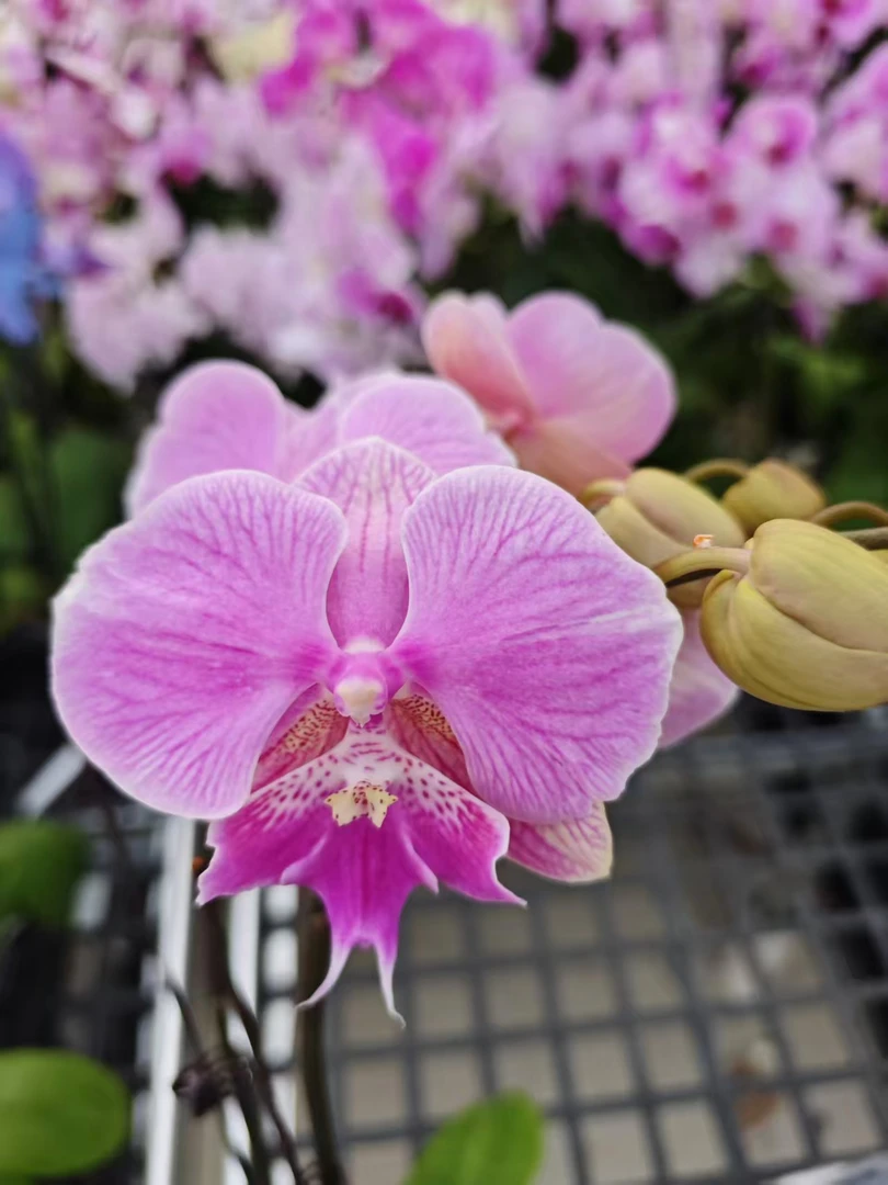 高品质紫粉色蝴蝶兰【美人鱼】带花剑带花苞四季开花室内好养盆栽
