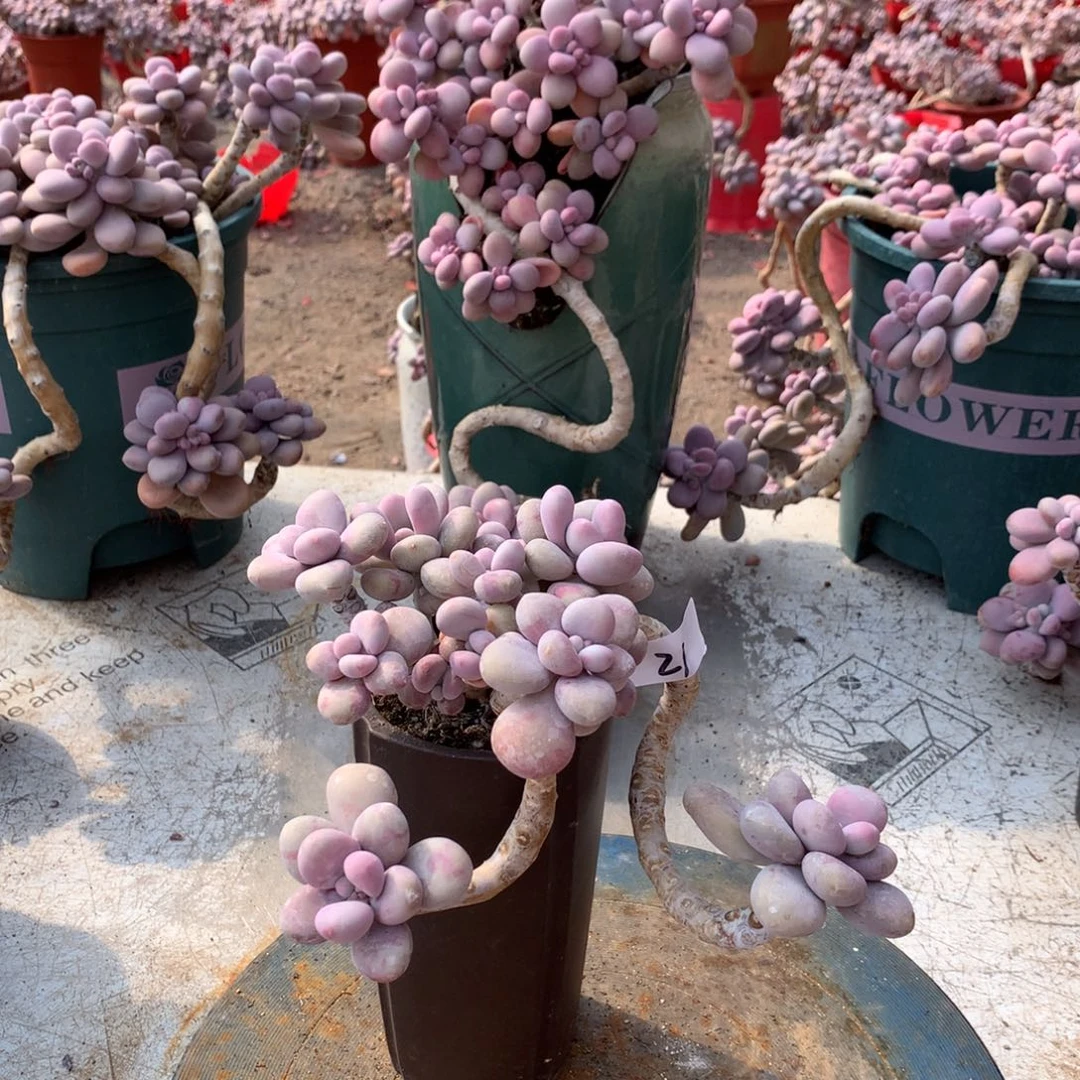 桃蛋老桩21号不带盆